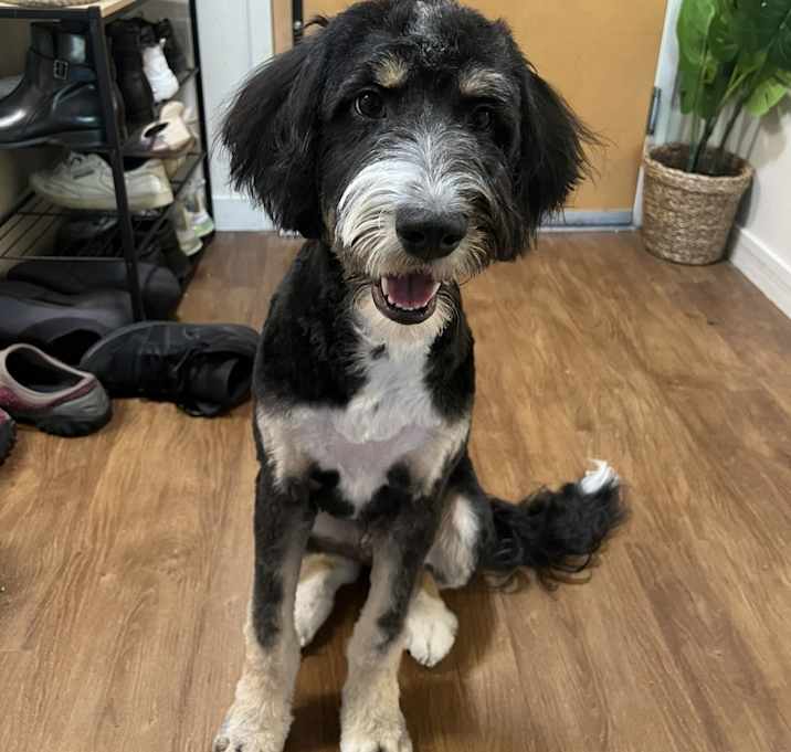Photo of Comet