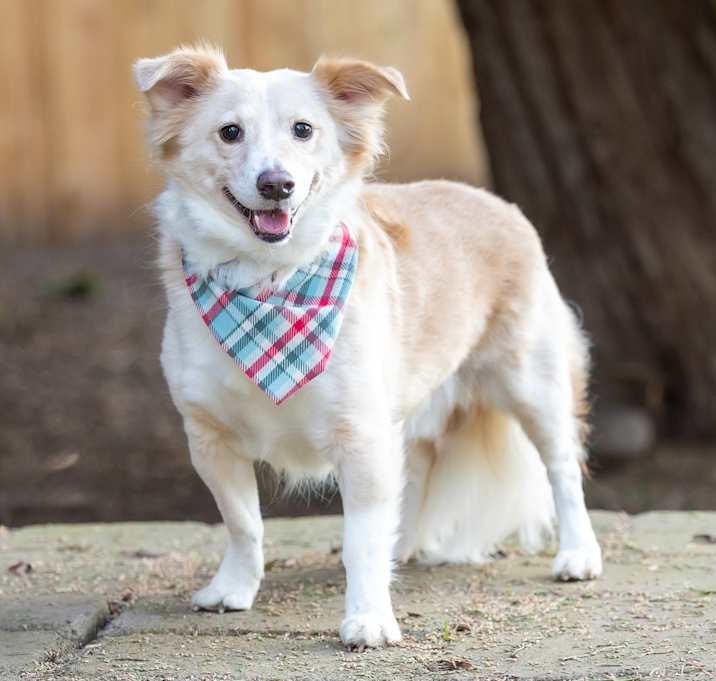 Photo of Dexter