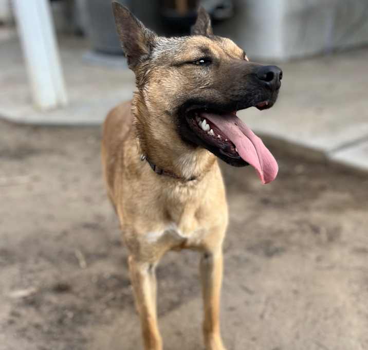Photo of Chewy
