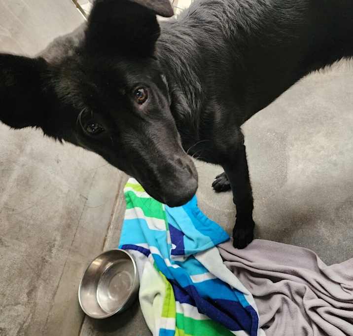 Photo of Luna