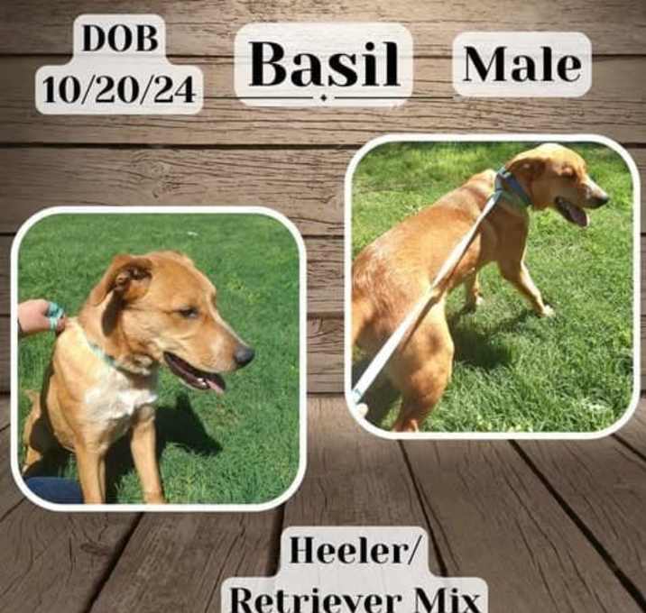 Photo of Basil