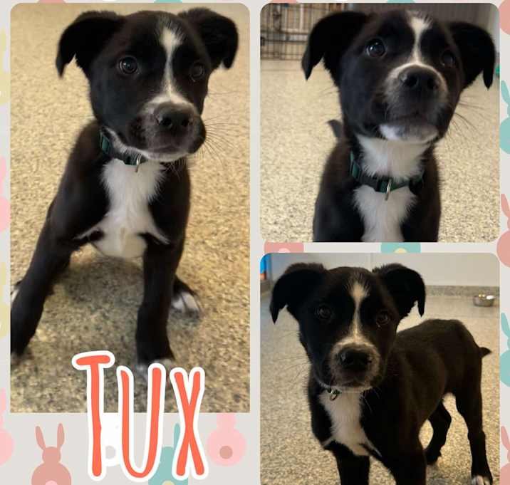Photo of Tux