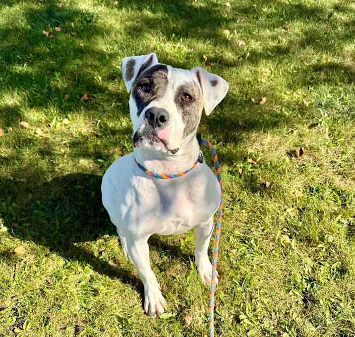 Photo of [Pending Euth] Belle