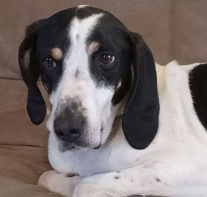 Photo of Alfie