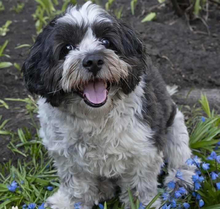 Photo of Max