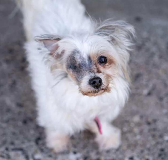 Photo of Kiwi