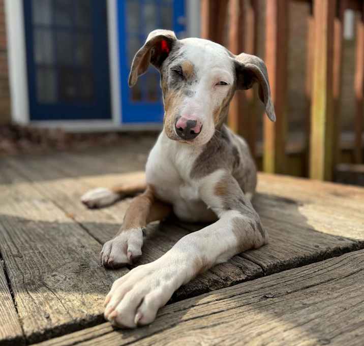 Photo of Phoebe - VA