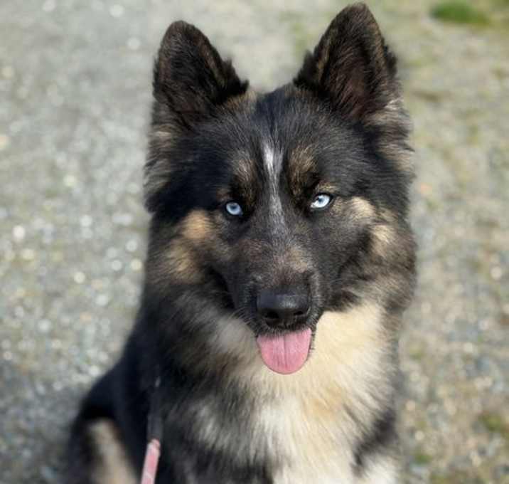 Photo of Barkley