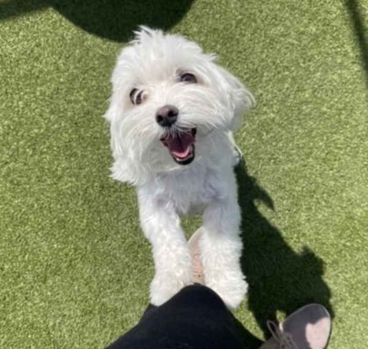 Photo of Sammy