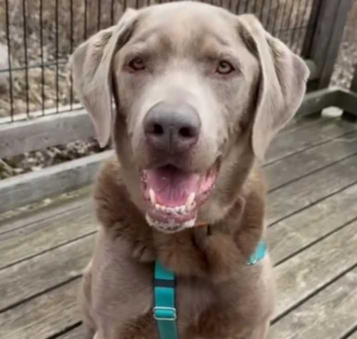 Photo of Louie