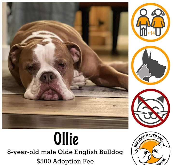 Photo of Ollie