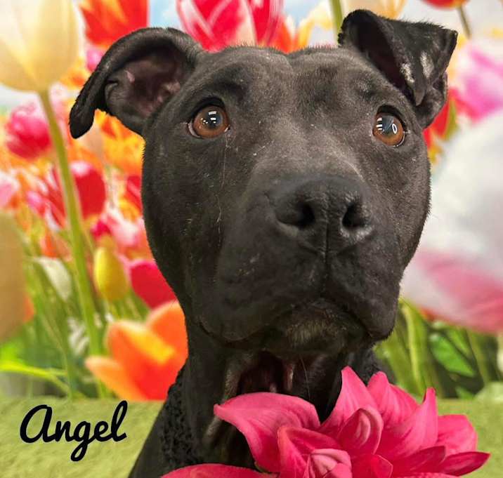 Photo of Angel