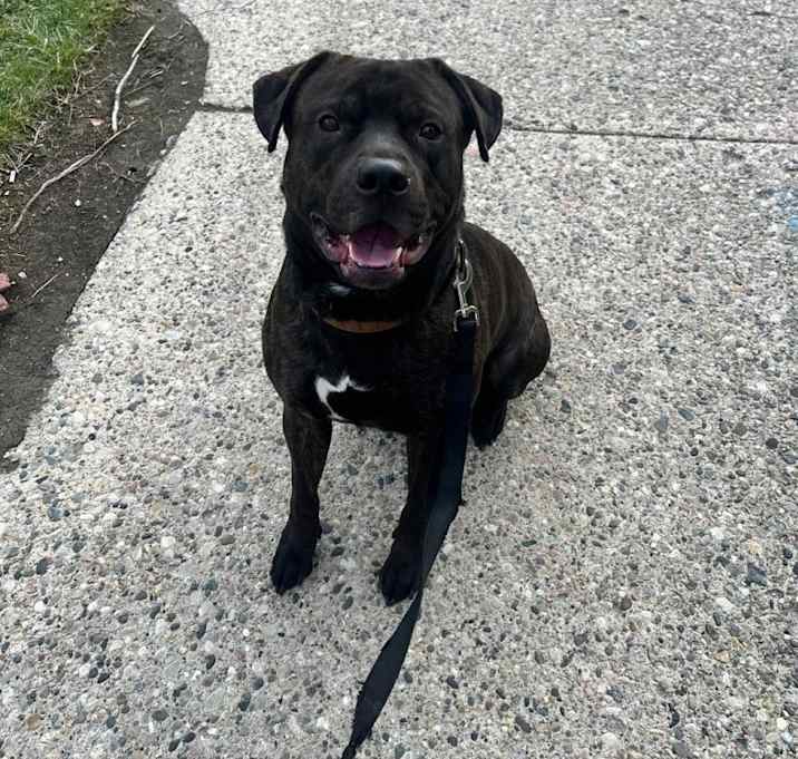 Photo of Otis