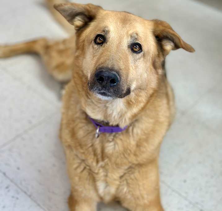 Photo of Lucy / Flossie