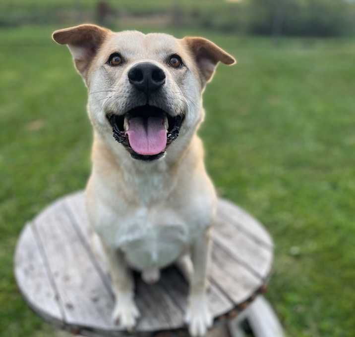 Photo of Hank