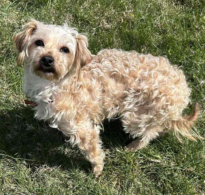 Photo of Lily - Adoption Pending