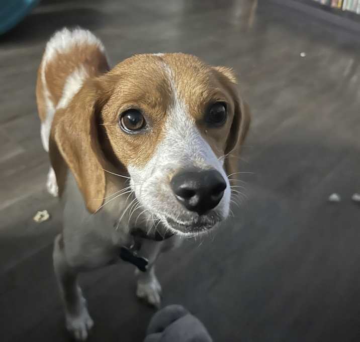 Photo of Minnow