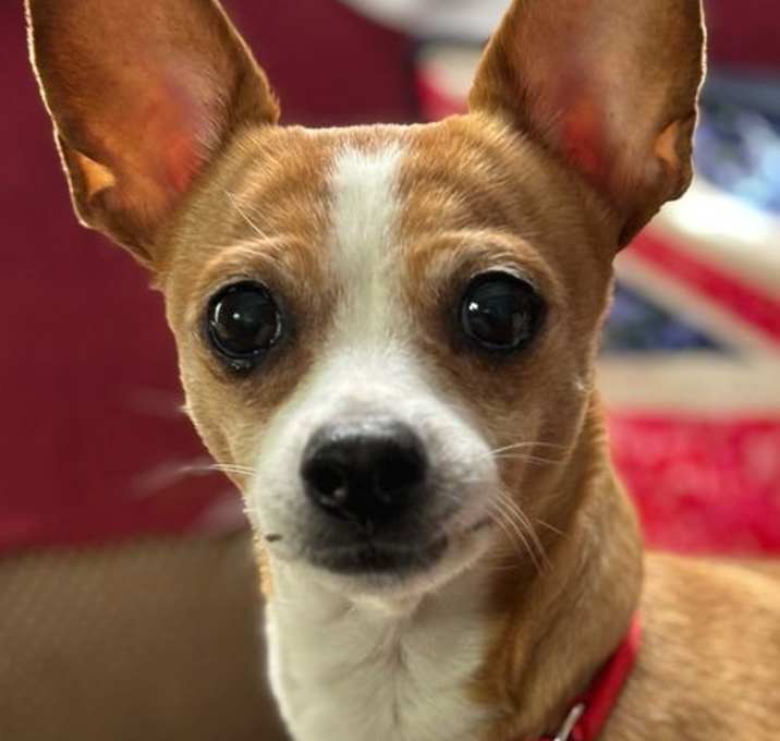 Photo of Daisy
