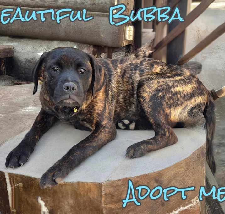 Photo of Bubba