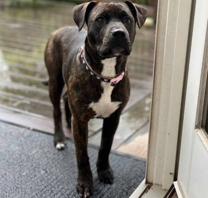 Photo of Lyra