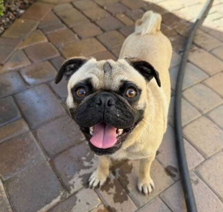Photo of Simba