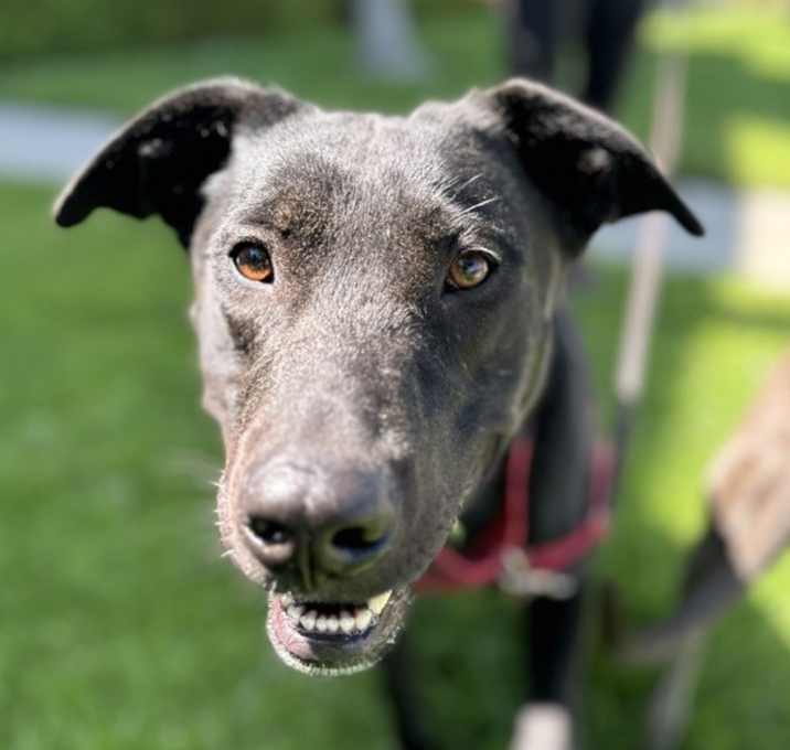 Photo of Rocky