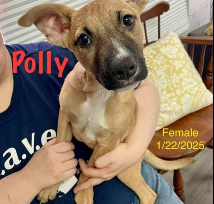 Photo of Polly