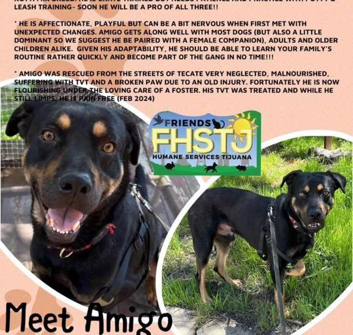 Photo of Amigo