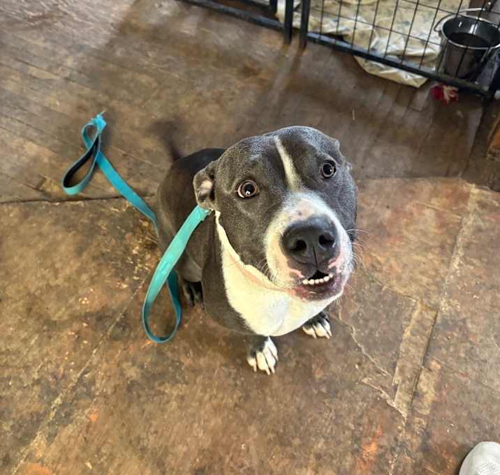Photo of Nova
