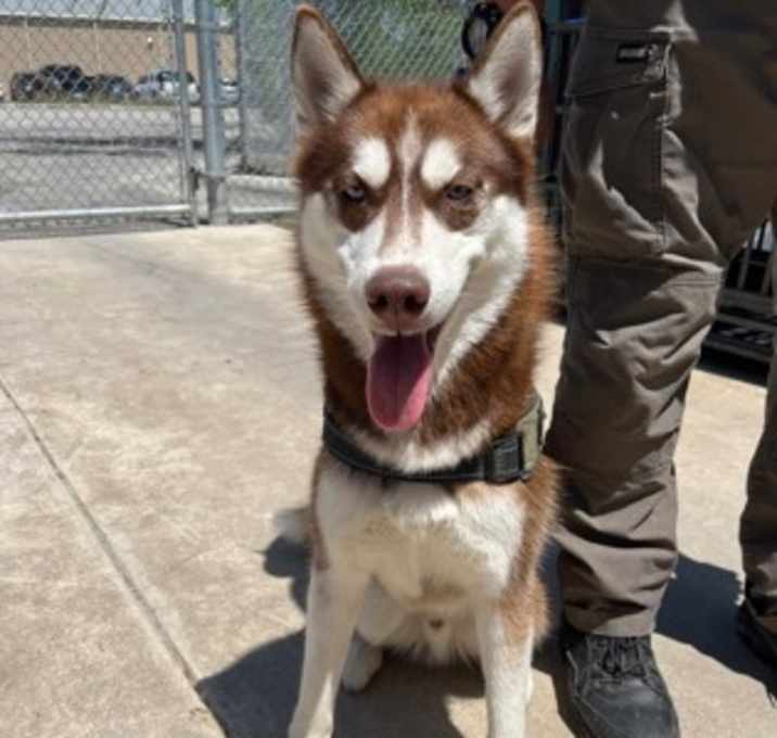 Photo of Rusty