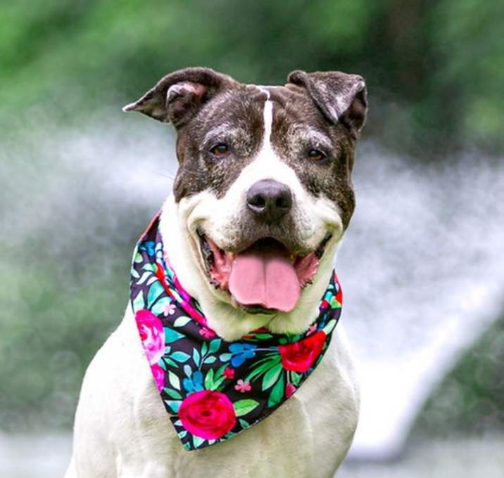 Photo of Polly