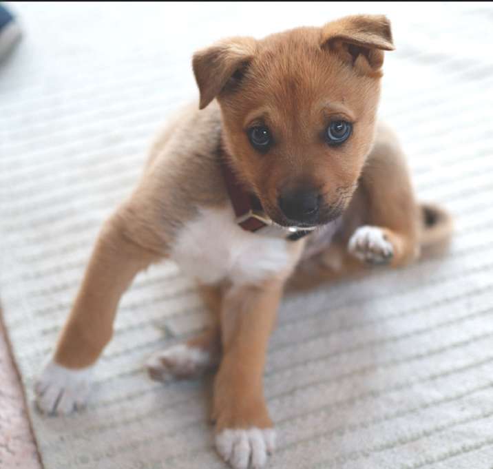 Photo of Baxter