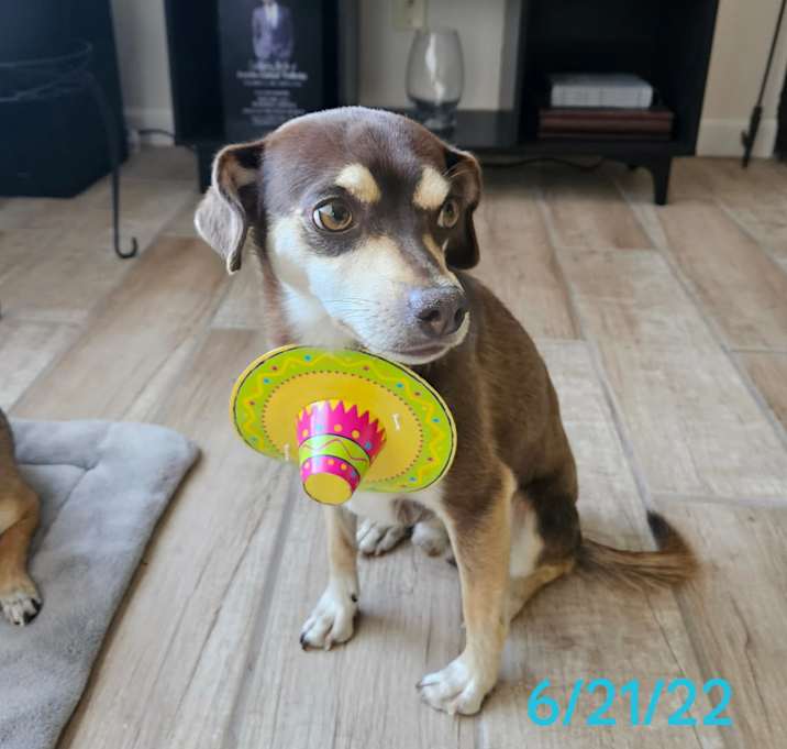 Photo of Rascal