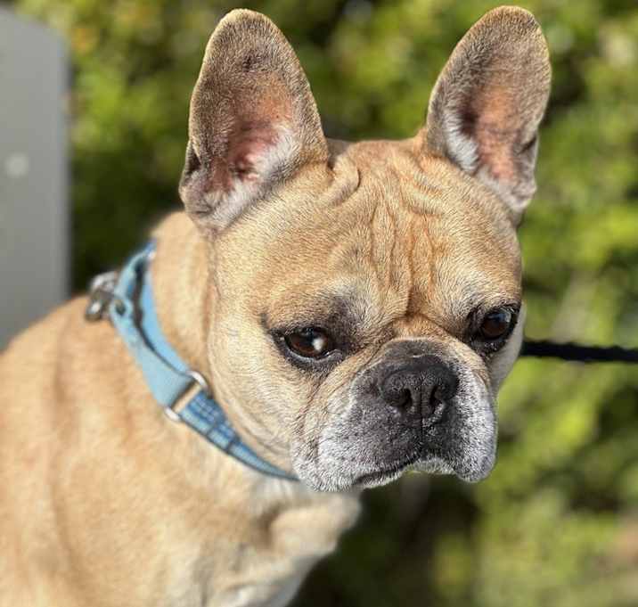 Photo of Winston