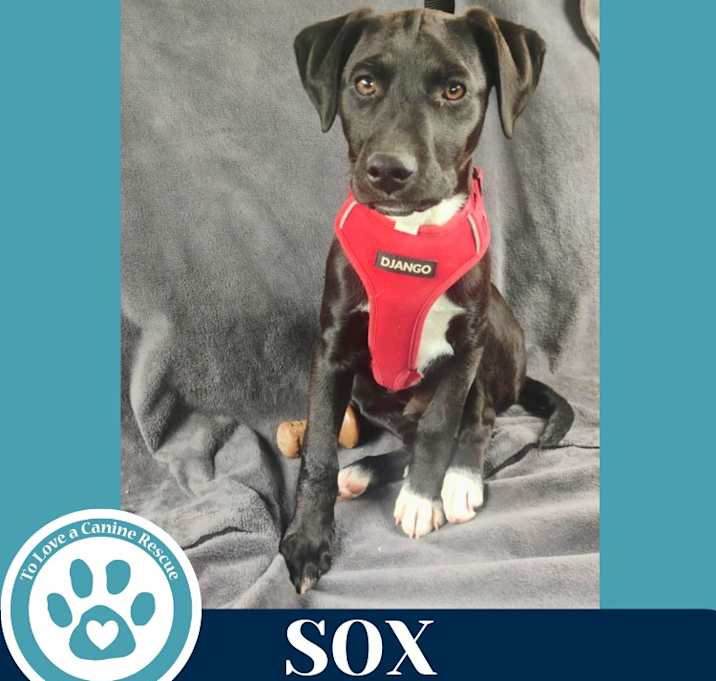 Photo of Sox (Backroad Babies) 041225