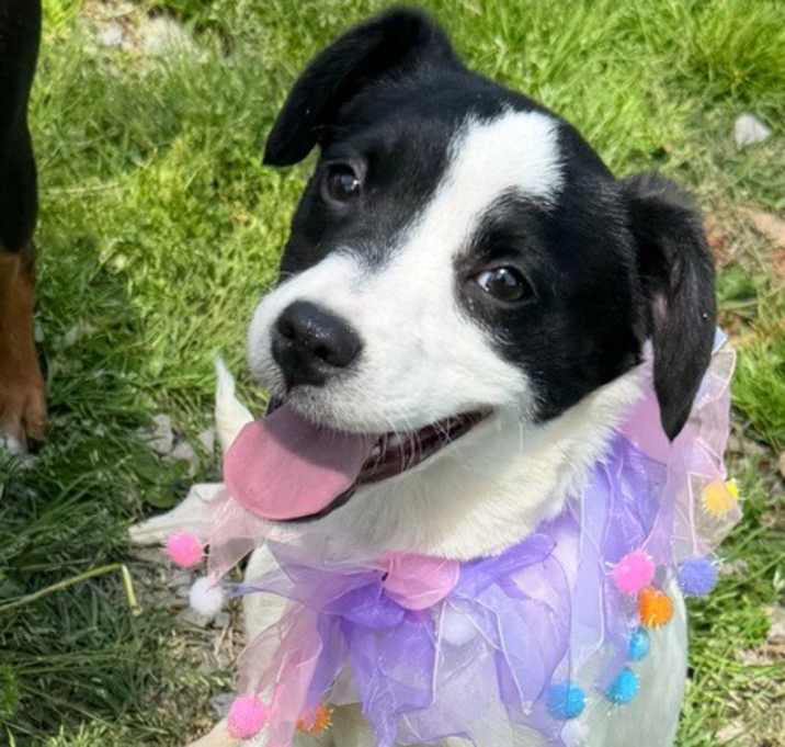 Photo of Chiquita