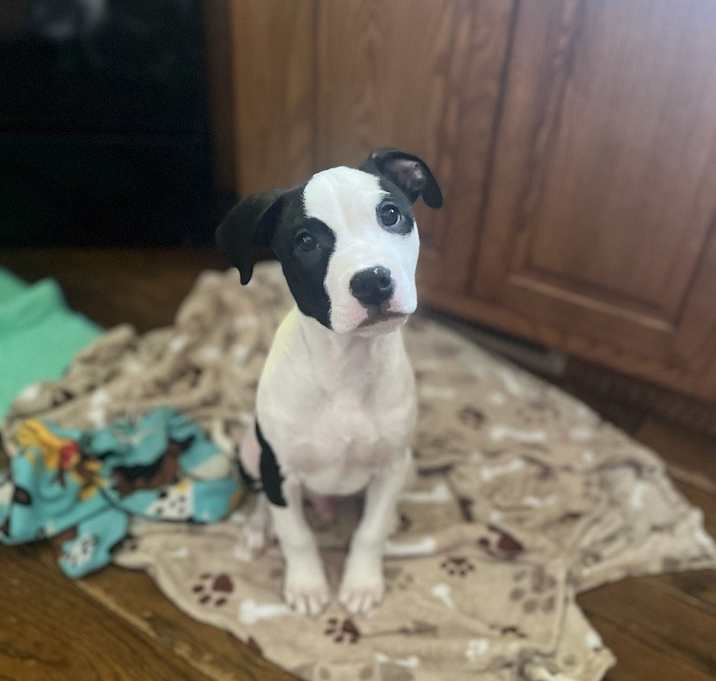 Photo of Tucker