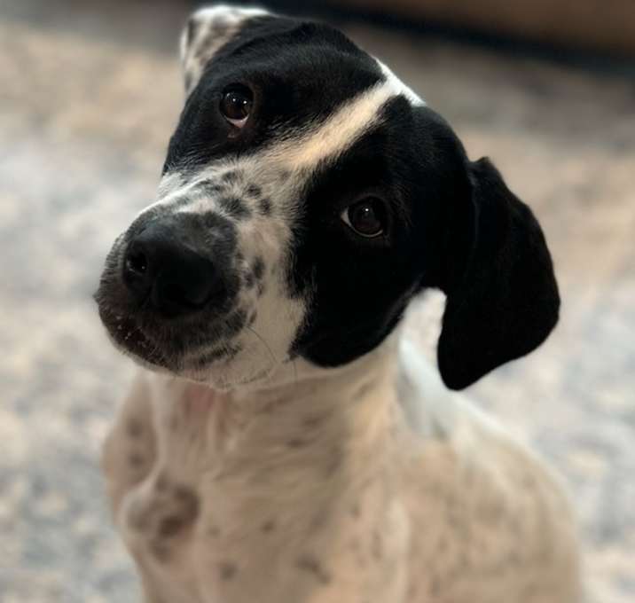 Photo of Dottie