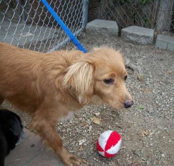 Photo of Gilligan (adopted)