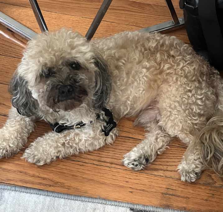 Photo of Teddy