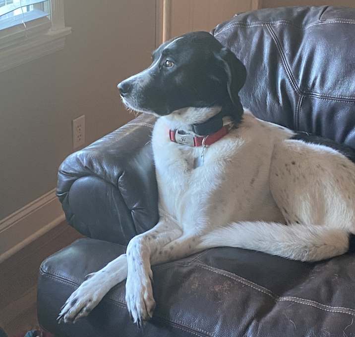 Photo of Bandit