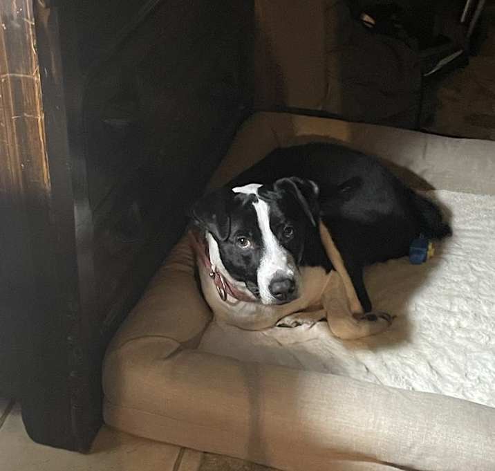 Photo of Dazy