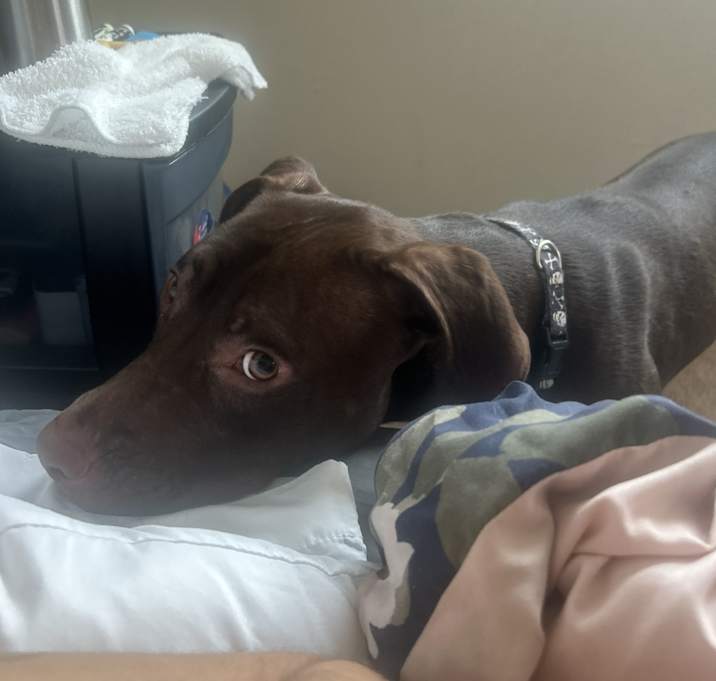 Photo of Bruno