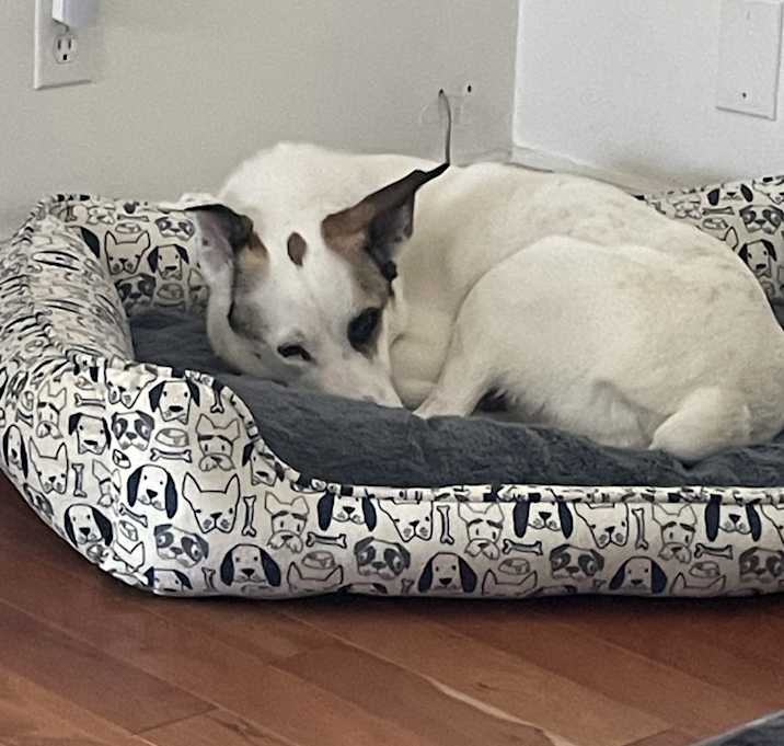 Photo of Spotty