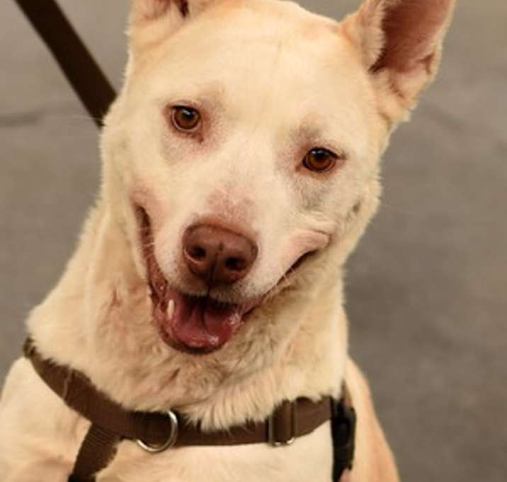 Photo of Ghost/Milo