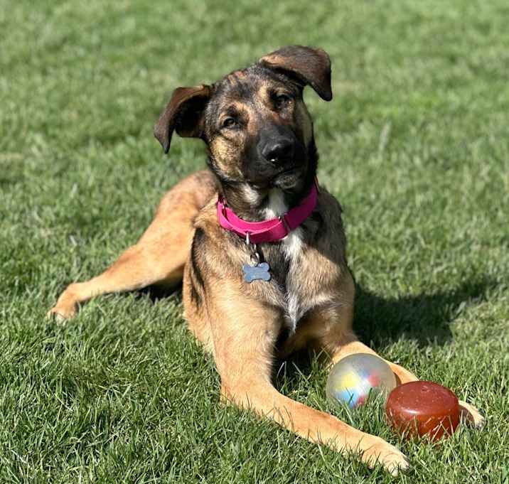 Photo of LuLu - Paws Behind Bars Trained