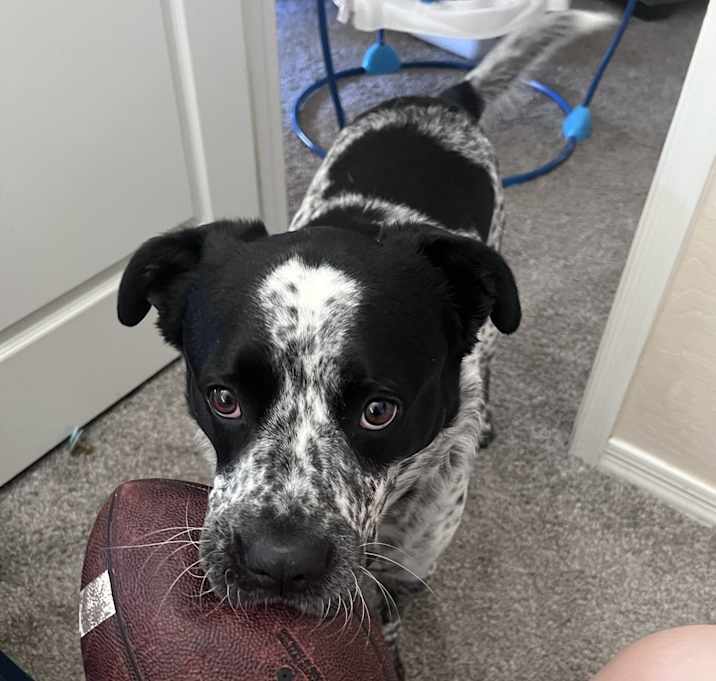 Photo of Bandit