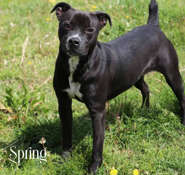 Photo of Spring