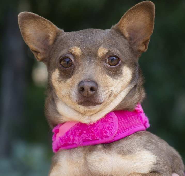 Photo of Coco