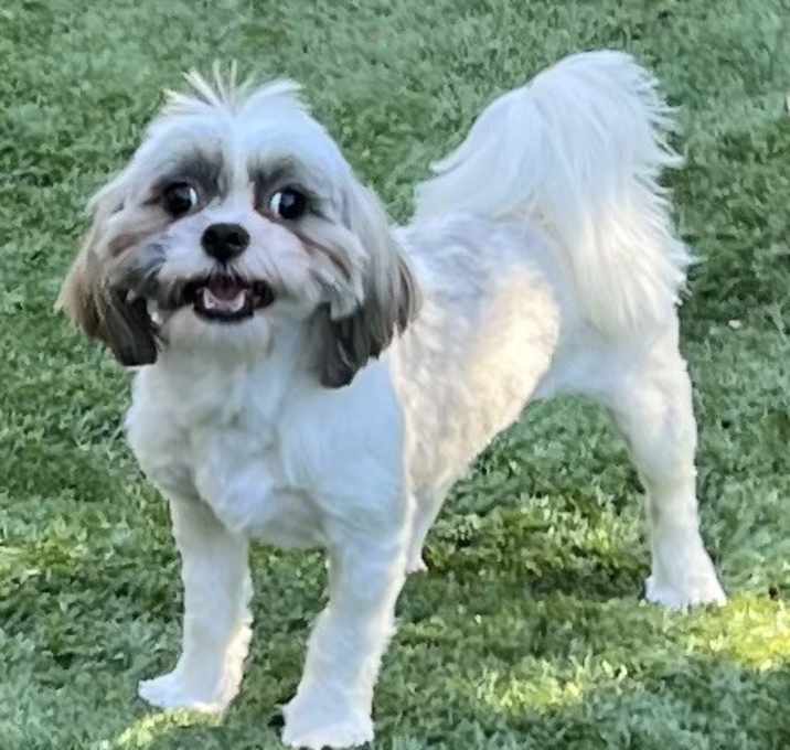 Photo of SUGAR PLUM